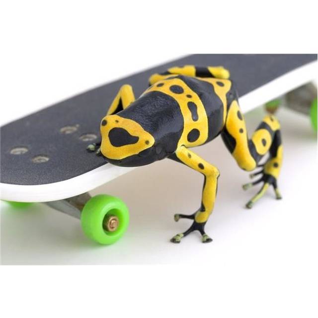 Frog On A Skateboard Poster Print by Corey Hochachka, 34 x 22 - Large