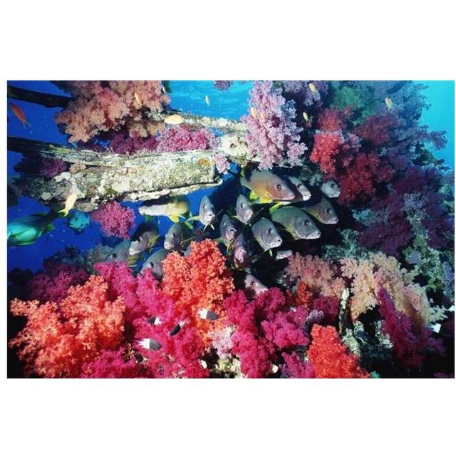 Fish & Colourful Corals Poster Print, 34 x 22 - Large