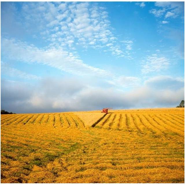 Combine Harvesting A Wheat Field Poster Print by The Irish Image Collection, 24 x 24 - Large