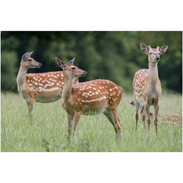Spotted Deer Harrogate Yorkshire England Poster Print by John Short, 34 x 22 - Large