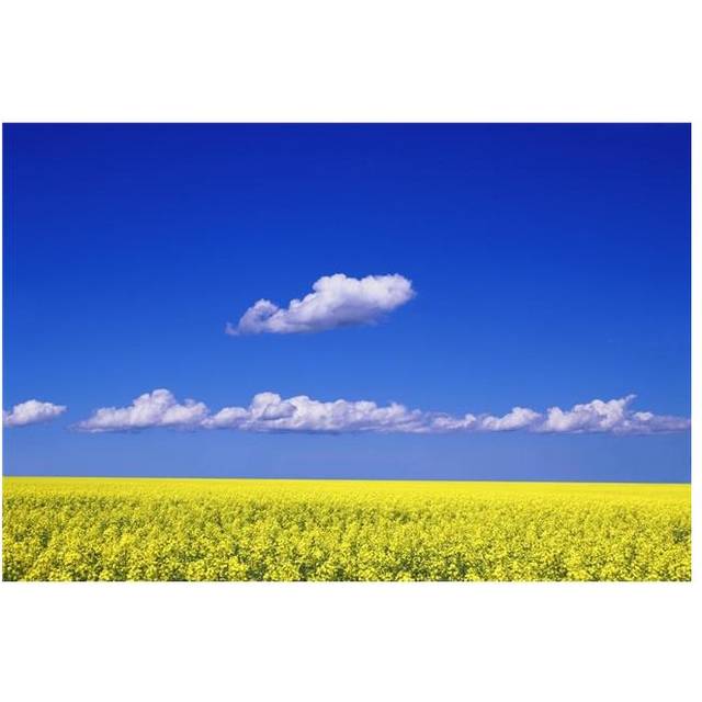 A Field of Canola Plants Poster Print by Don Hammond, 34 x 22 - Large
