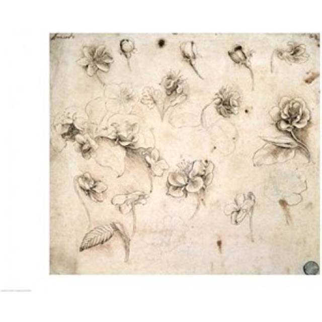 Study of The Flowers of Grass-Like Plants Poster Print by Leonardo Da Vinci - 24 x 18 in.