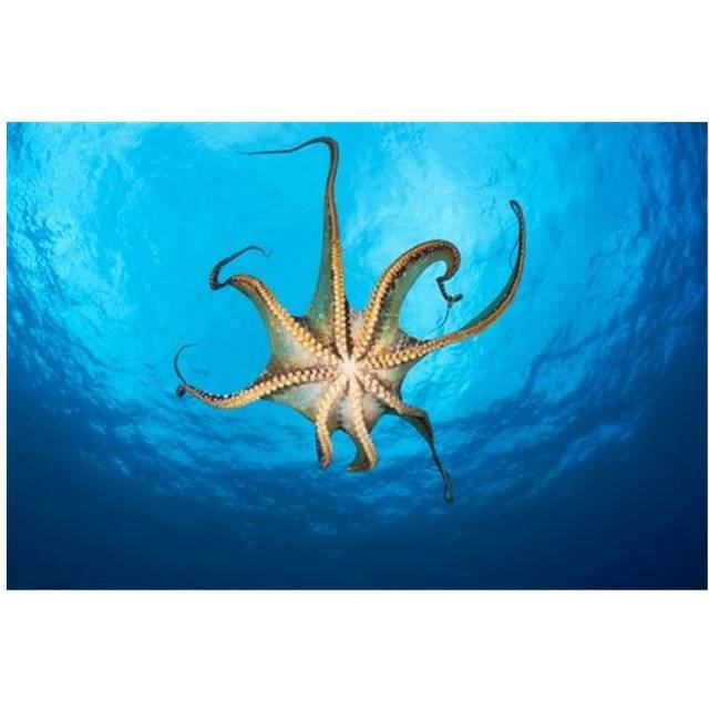 Day Octopus View of The Suckers On This Eight Armed Cephalopod - Hawaii United States of America Poster Print by Dave Fleetham, 34 x 22 - Large