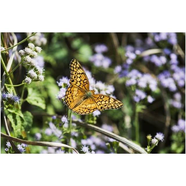 A Fritillary Buttterfly Rests on The Flowers - Tahlequah Oklahoma United States of America Poster Print - 19 x 12 in.