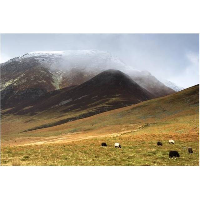 Sheep On Pasture Lake District Cumbria England Poster Print by John Short, 34 x 22 - Large