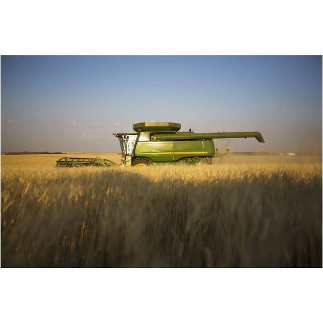 Paplow Harvesting Company Custom Combines A Wheat Field Near Ray - North Dakota United States of America Poster Print - 19 x 12 in.