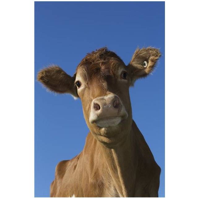 Guernsey Dairy Cow - Granby Connecticut United States of America Poster Print - 12 x 19 in.