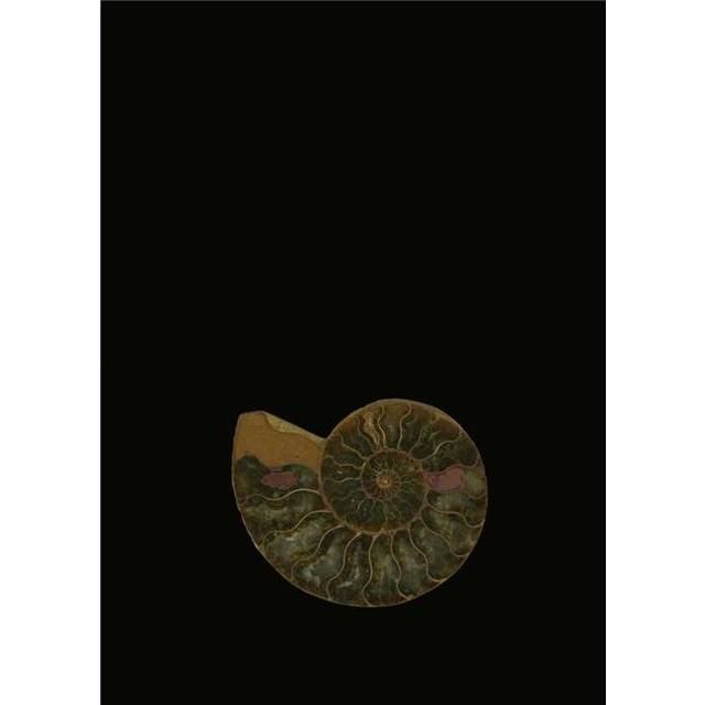 Fossilized Sea & Marine Shells Or Nautilus Poster Print by Deddeda, 12 x 17