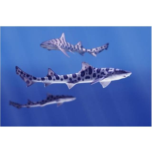 Leopard Sharks Triakis Semifasciata Poster Print by Don Hammond, 34 x 22 - Large
