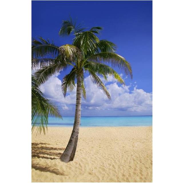 Palm Tree On Tropical Beach Poster Print by Don Hammond, 22 x 34 - Large