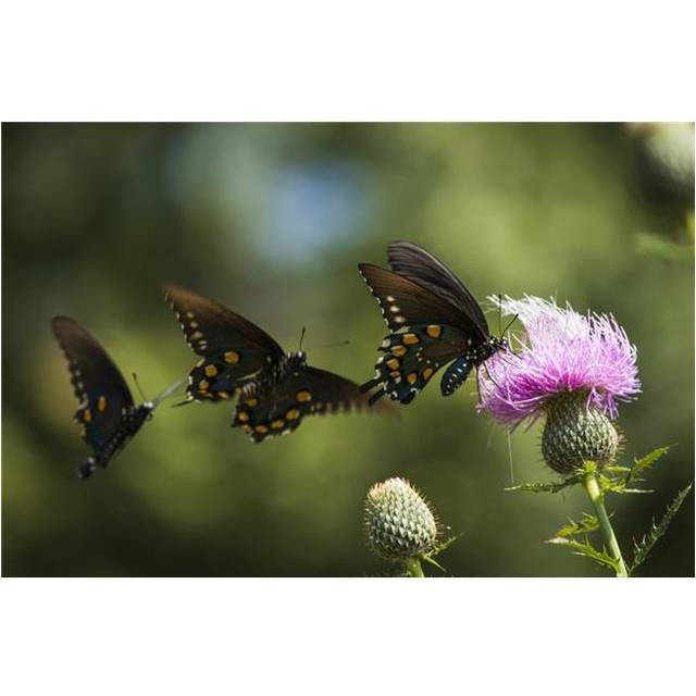 Black Swallowtail Butterflies Swarm Around Thistle Blossom - Tahlequah Oklahoma United States of America Poster Print - 19 x 12 in.