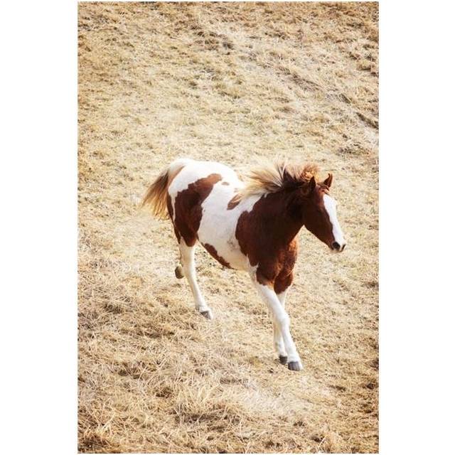 Running Horse Poster Print by Richard Wear, 22 x 34 - Large