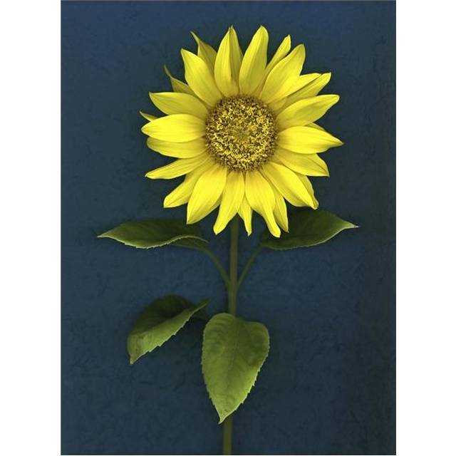 Sunflower Poster Print by Deddeda, 12 x 16