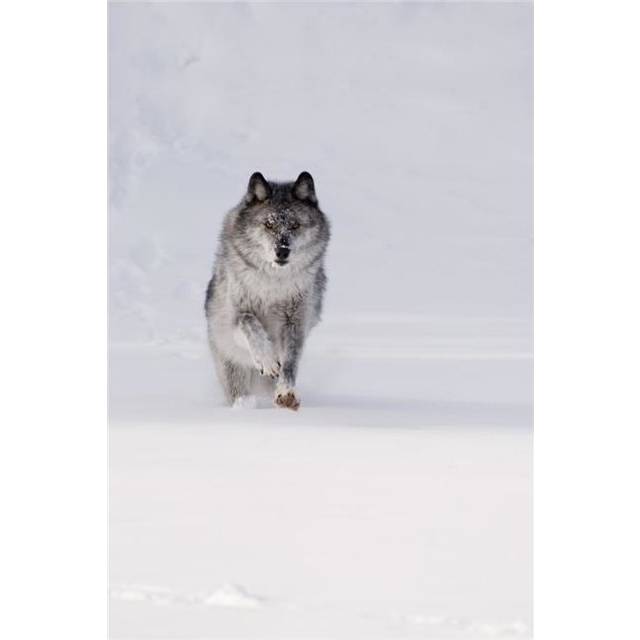 Wolf Running in The Snow Poster Print, Large - 22 x 34