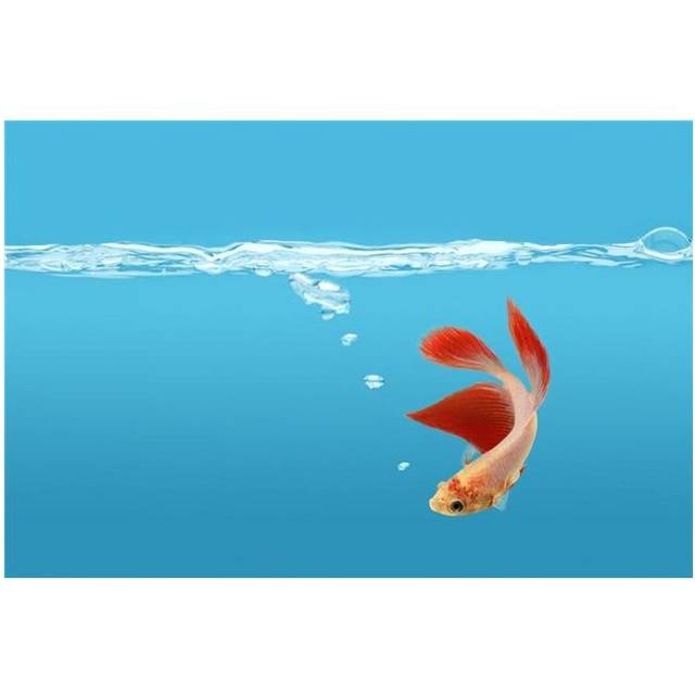 Siamese Fighting Fish Betta Splendens Poster Print by Don Hammond, 34 x 22 - Large