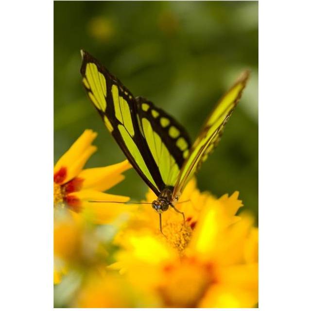 Malachite Butterfly On Flower Poster Print by Craig Tuttle, 22 x 34 - Large