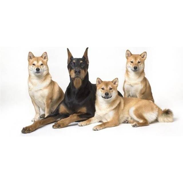 Doberman Pinscher & Friends Poster Print by Corey Hochachka, 34 x 22 - Large