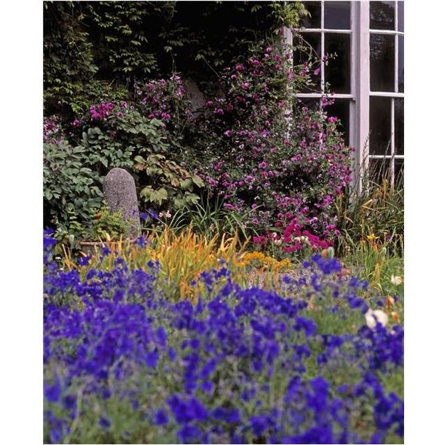 Primrose Hill Lucan Co Dublin Ireland - Lobelia Flowers Poster Print by The Irish Image Collection, 24 x 30 - Large