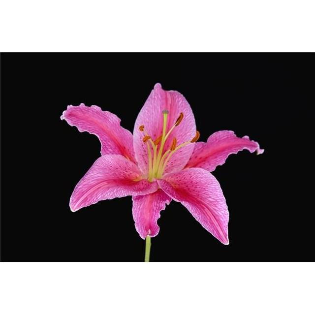 Pink Lily Against Black Background Poster Print by Steven Raniszewski, 34 x 22 - Large