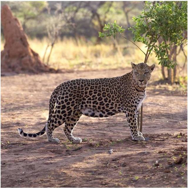 Leopard Poster Print by Keith Levit, 24 x 24 - Large
