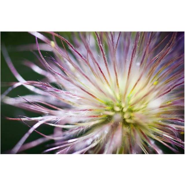 Oregon United States of America - Close-Up of A Flower Poster Print, 19 x 12