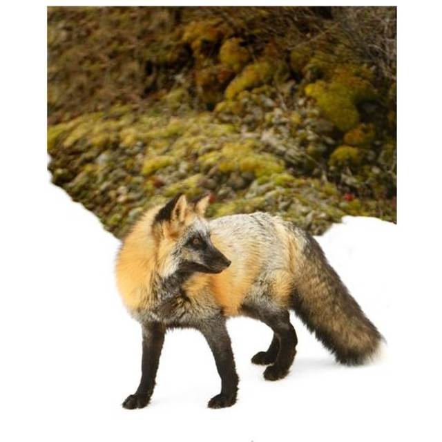 Red Fox in Snow Poster Print by Richard Wear, 22 x 34 - Large