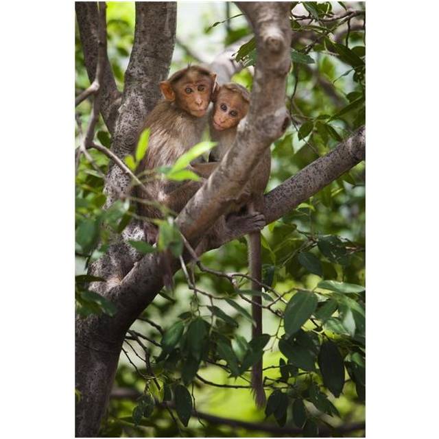 Two Monkeys In A Tree - Tamil Nadu, India Poster Print, 12 x 19