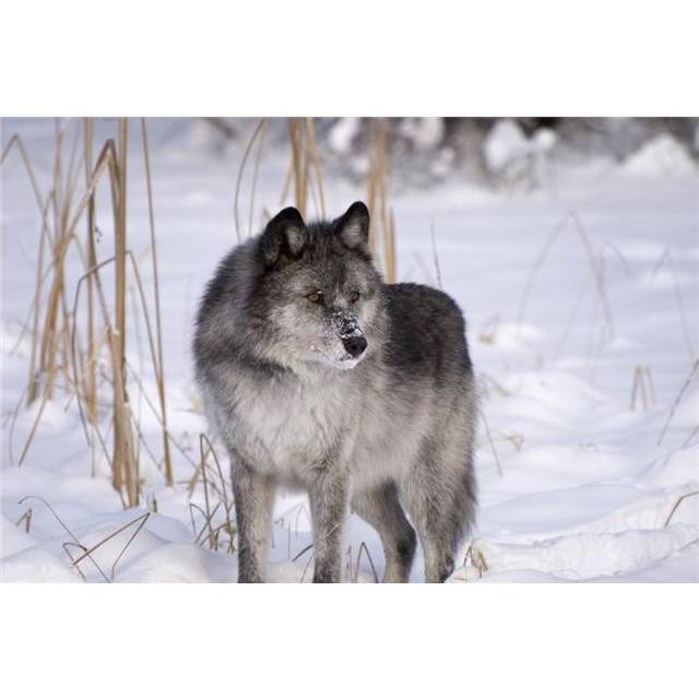 Wolf in The Snow Poster Print, Large - 34 x 22
