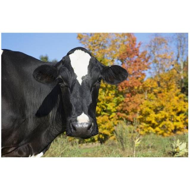 Holstein Dairy Cow in Autumn Pasture - Salem New York United States of America Poster Print - 19 x 12 in.
