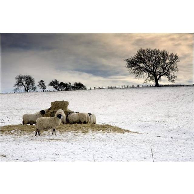 Sheep in Field of Snow Northumberland England Poster Print by John Short, 18 x 12