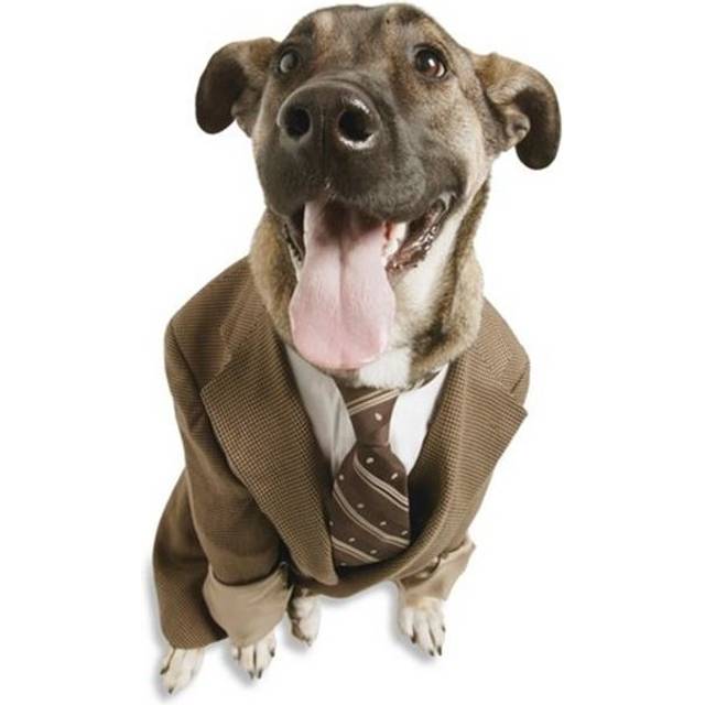 A Dog with A Suit Poster Print by Don Hammond, 22 x 32 - Large