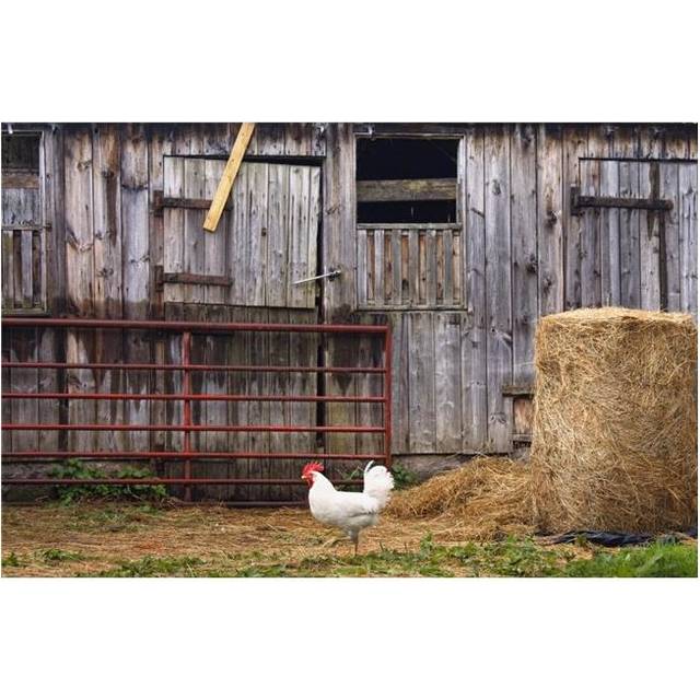 Chicken & Barn Poster Print, 19 x 12