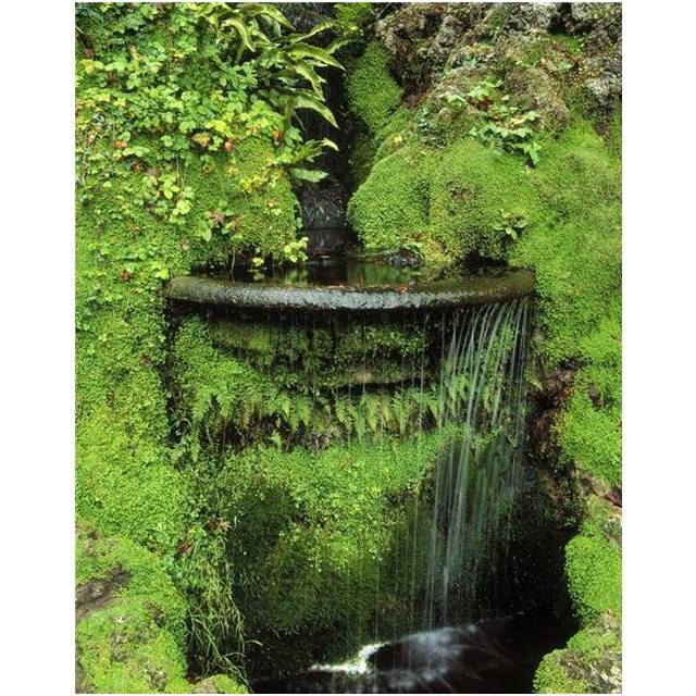 Japanese Garden Powerscourt Gardens Co Wicklow Ireland - Fern & Moss Around A Fountain Poster Print by The Irish Image Collection, 12 x 16