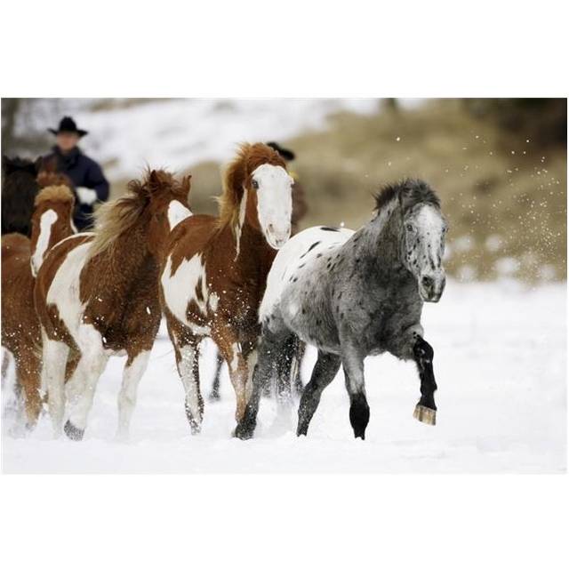 Running Horses Poster Print by Richard Wear, 34 x 22 - Large