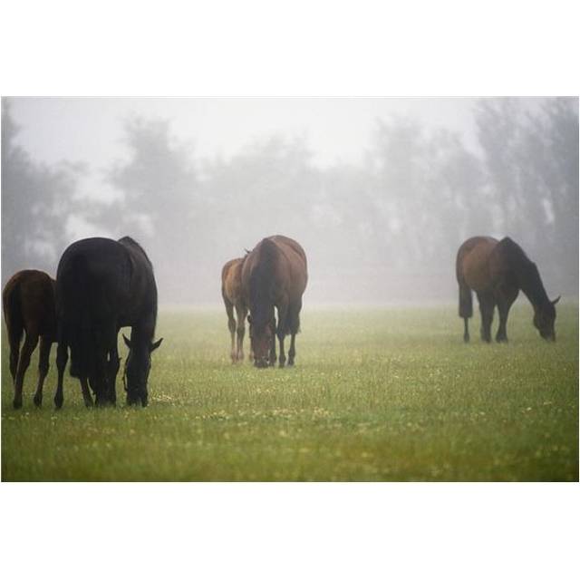 Horses - Horses Grazing in The Mist Poster Print by The Irish Image Collection, 18 x 12