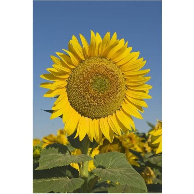 Sunflower Poster Print, Large - 22 x 34