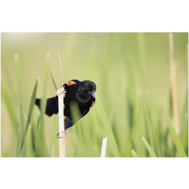 Bird Perched On Twig Poster Print by Richard Wear, 34 x 22 - Large