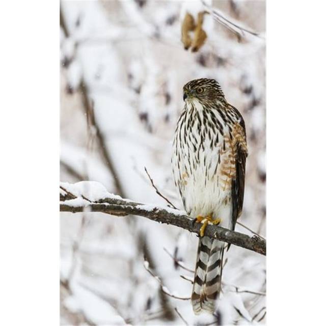 Portrait of A Bird Sitting On A Tree Branch in Winter - Montreal Quebec Canada Poster Print by Dominic Marcoux, 11 x 17