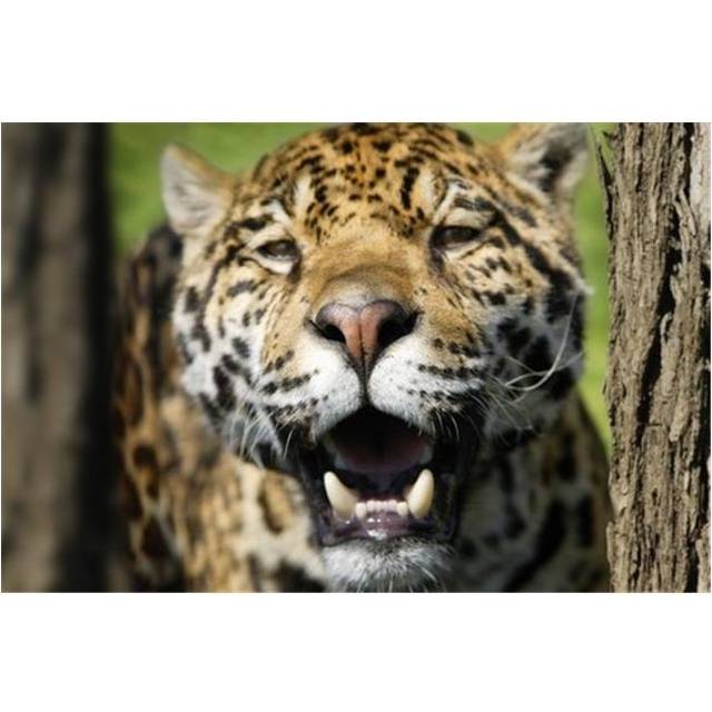 Closeup of A Leopard Poster Print by Don Hammond, 17 x 11