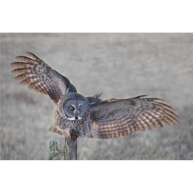 Great Grey Owl Strix Nebulosa on Fence Post - Thunder Bay Ontario Canada Poster Print - 19 x 12 in.