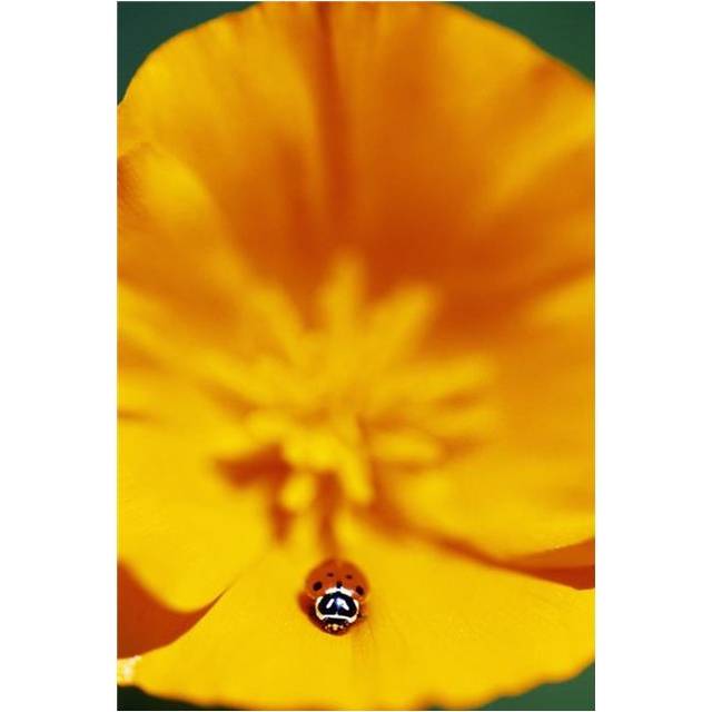 Ladybug On Poppy Flower Petal Poster Print by Natural Selection Craig Tuttle, 12 x 18