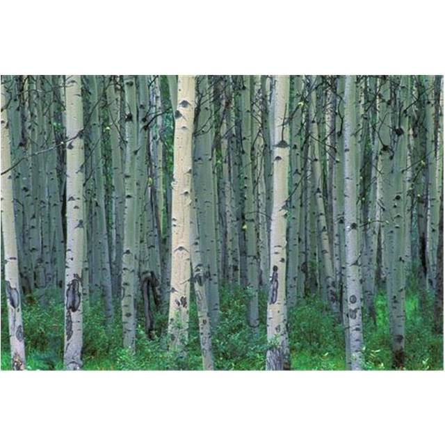 A Forest of Trees Poster Print by Corey Hochachka, 34 x 22 - Large