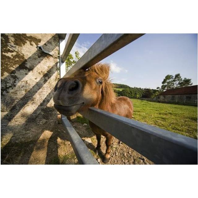 Horse Behind A Fence Poster Print, 19 x 12