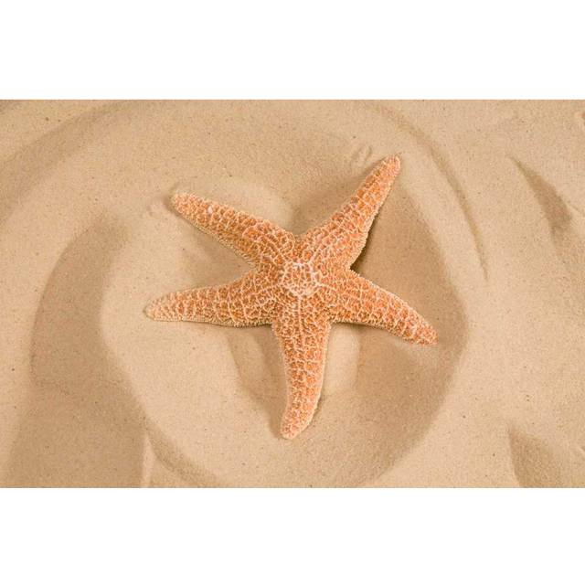 Peachy Starfish In Sand (81cm H x 122cm W x 3.8cm D)