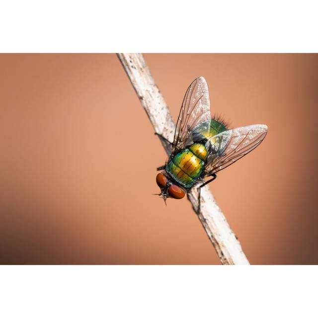 Laba Fly by Cwieders - Wrapped Canvas Photograph (20cm H x 30cm W 3.8cm D)