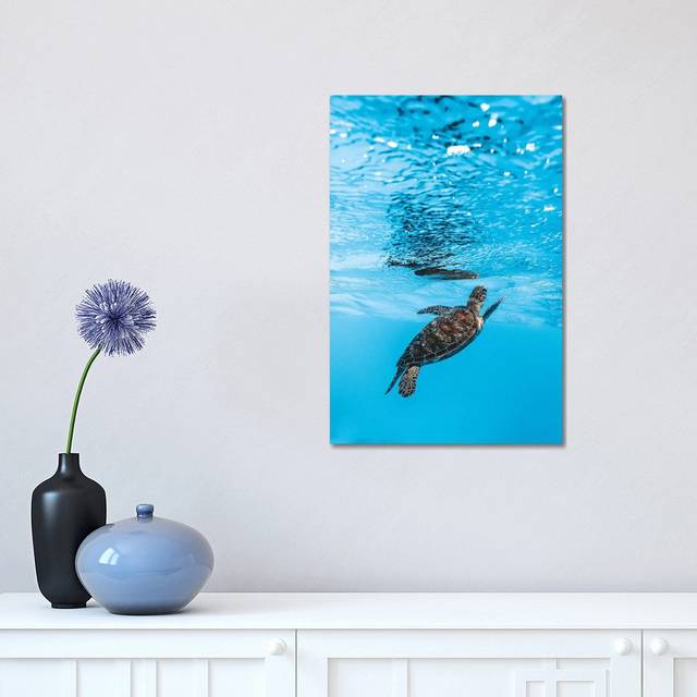 Underwater Little Turtle by James Vodicka - Wrapped Canvas Art Prints (45.72cm H x 30.48cm W)