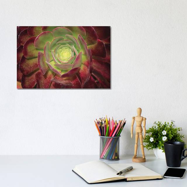 Succulent Named Prairie Sunset or Houseleeks by Mallorie Ostrowitz - Wrapped Canvas Photograph (20.32cm H x 30.48cm W x 1.9cm D)