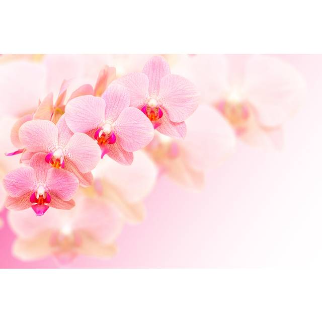 Exotic Pink Spotted Orchid Flowers On Blurred Background (61cm H x 91cm W x 3.8cm D)