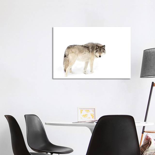 Canadian Timber Wolf Walking Through the Snow by Jim Cumming - Wrapped Canvas Photograph (101.6 cm H x 66.04 cm W)