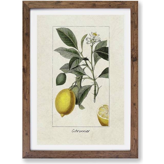 Illustration of A Lemon Tree&#39; - Picture Frame Painting Print on Paper - Walnut Framed Paper (33cm H x 24cm W x 2cm D)